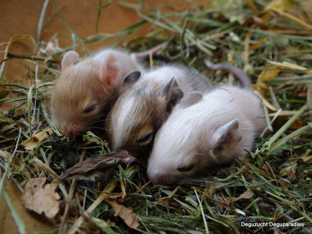 Von Links nach rechts: Campino, Chica, Clio