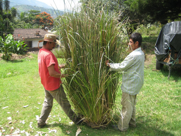 Picture of Vetiver plant from vetiver.org