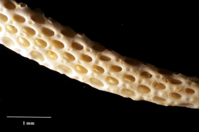 Senckenberg, Bryozoa, Bryozoen, Moostierchen, Sammlung Voigt
