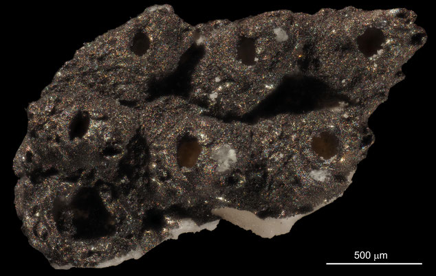 Senckenberg, Bryozoa, Bryozoen, Moostierchen, Sammlung Voigt