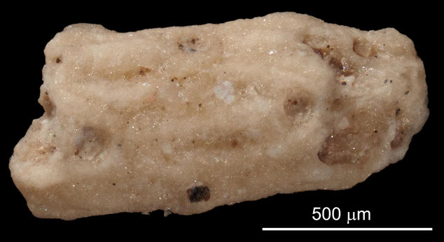 Senckenberg, Bryozoa, Bryozoen, Moostierchen, Sammlung Voigt
