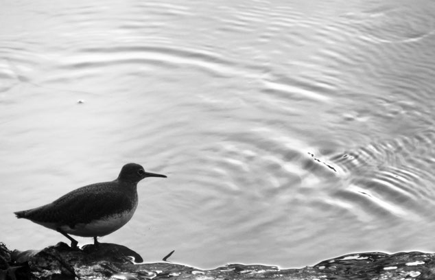 une photo en noir et blanc d'un oiseau nommé chevalier culblanc regarde des vaguelettes s'échapper sur l'eau
