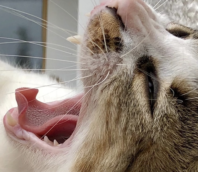 Hunde haben eine ziemlich glatte Zunge, aber Katzen haben eine sehr raue Zunge. Katzen haben verhornte Papillen auf der Zunge, die zur Fellpflege dienen.