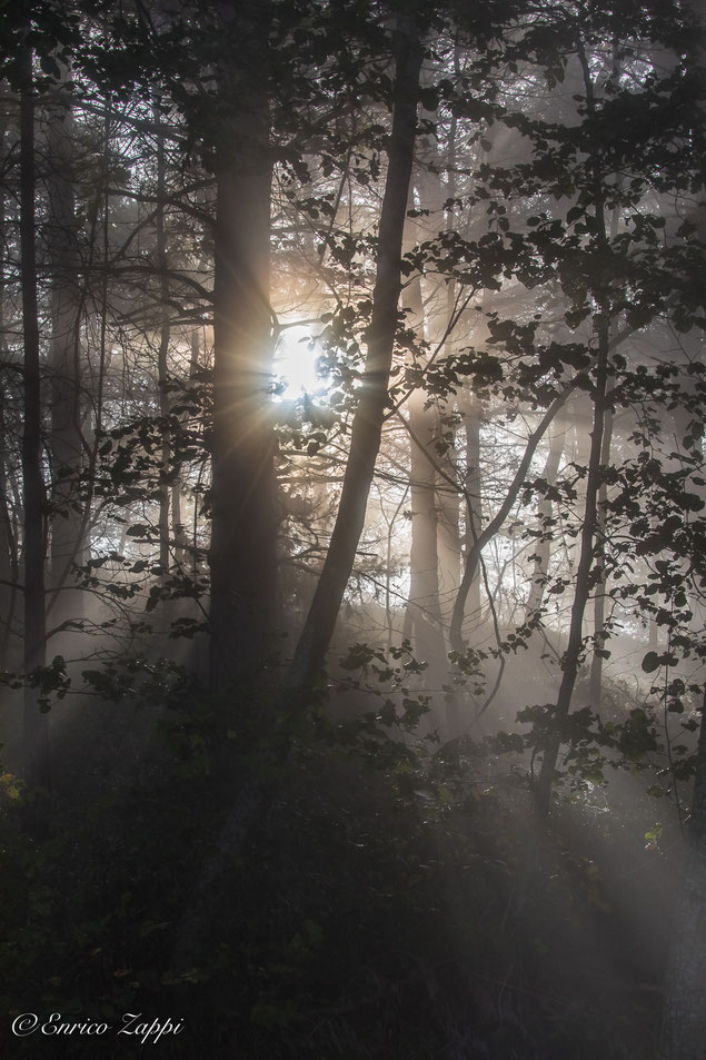 Il sole si fa largo fra la nebbia ed "esplode" in mezzo al bosco.