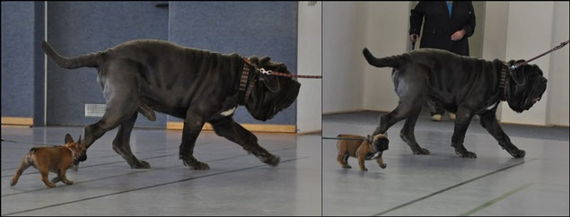 Wir Haben Die Tollsten Hunde Bullys Vom Folberner Land