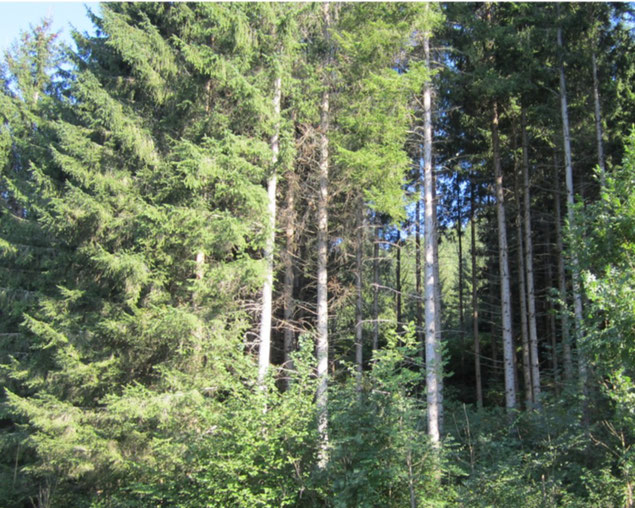 Schutz des Waldes: Verantwortung und Ethik           Lasst noch ein bisschen Wildnis stehen! 
