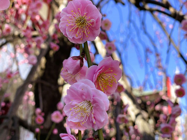 成願寺　梅　ピンク