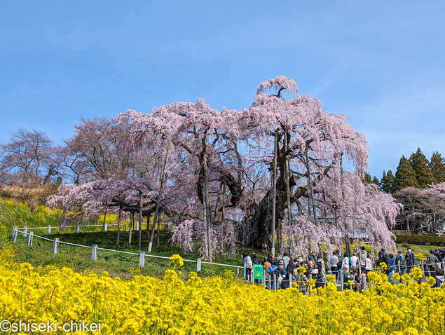 満開の三春滝桜をやっと見ることが出来た