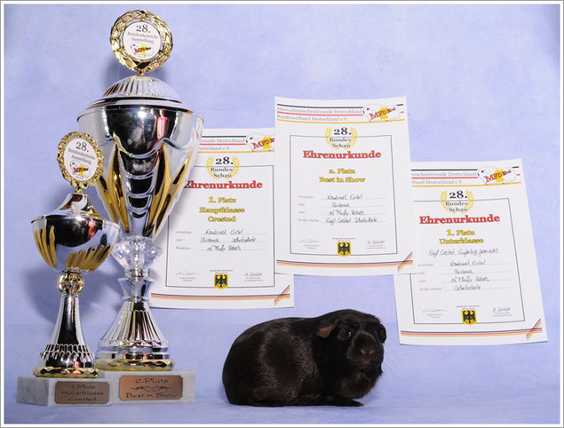 Danke an Iris Rezk-Salama! Unvergessen unsere Brianna of Fluffy Rebels! 2. Platz BEST IN SHOW in Bergheim Quadrath Ichendorf 2016. Brianna *20.03.2015- +12.08.2016