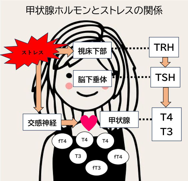 ストレスが甲状腺やバセドウ病に与える影響のメカニズム