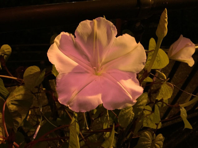 一輪の夕顔