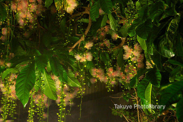 サガリバナ　沖縄の花　夏夜に咲く花　沖縄写真