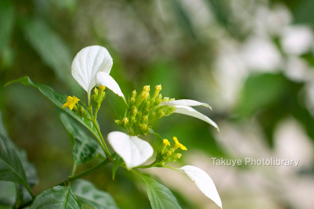 コンロンカ　沖縄の花