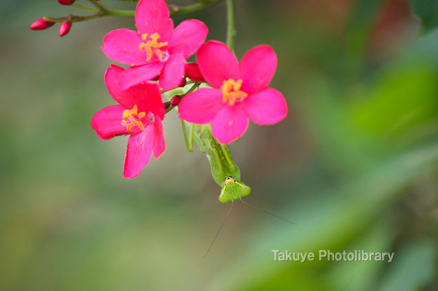 ハラビロカマキリ　テイキンザクラ　沖縄の昆虫