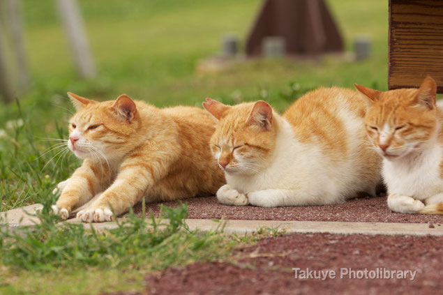 ネコ写真　撮影：波の上うみそら公園