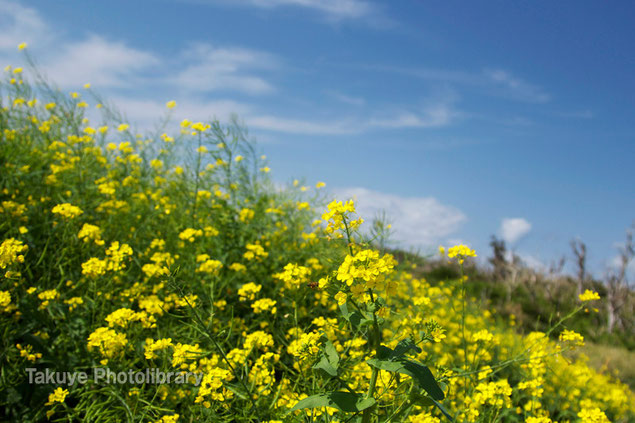 菜の花　沖縄の花 写真