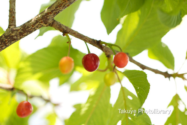 緋寒桜 さくらんぼ　沖縄の植物