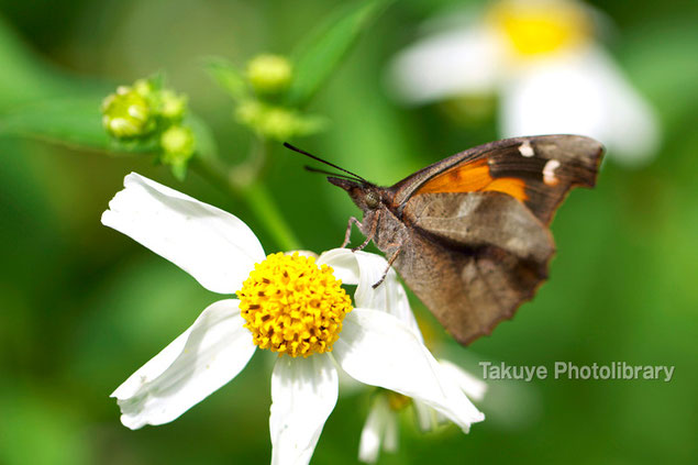 テングチョウ　沖縄の昆虫