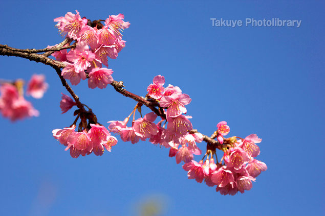 全国一早い開花。沖縄の緋寒桜　撮影：末吉公園