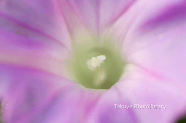 ひるがお　マクロ撮影　沖縄の花