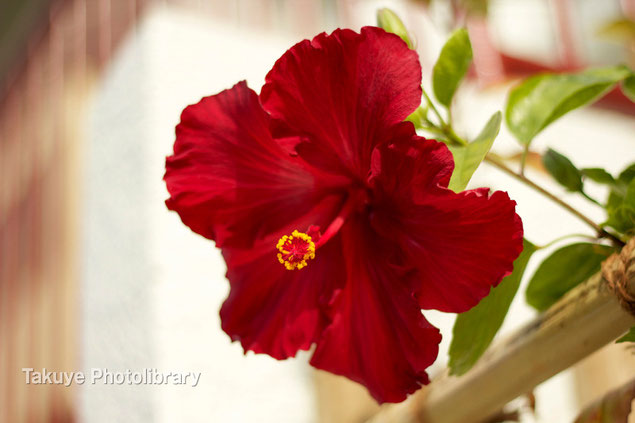 深紅のハイビスカス　沖縄の花