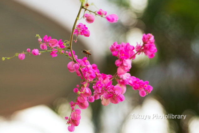 アサヒカズラ　沖縄の花