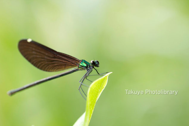 リュウキュウハグロトンボ♀　沖縄の昆虫