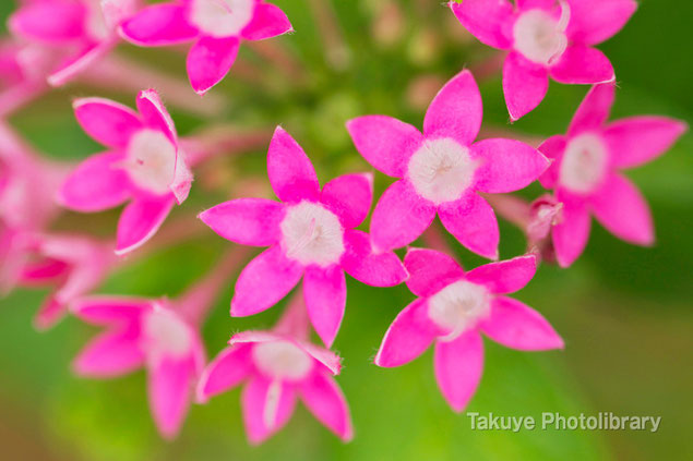 ペンタス　沖縄の花