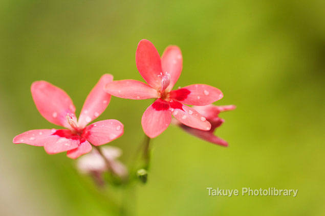 ヒメヒオウギアヤメ　マクロ撮影　沖縄の花