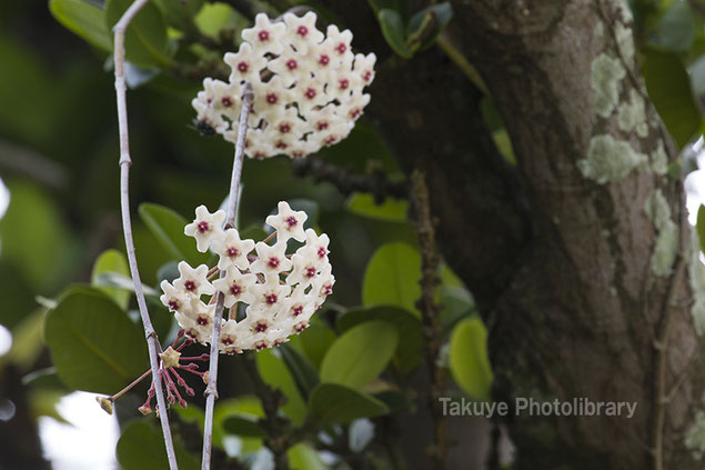 サクララン Hoya　沖縄の花　末吉公園