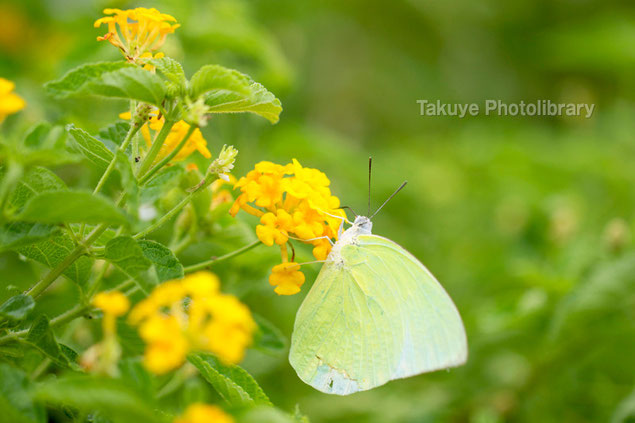 ウスキシロチョウ　沖縄の昆虫