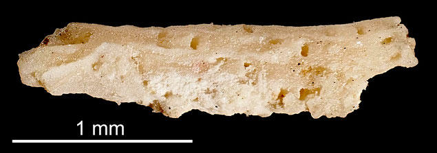 Senckenberg, Bryozoa, Bryozoen, Moostierchen, Sammlung Voigt