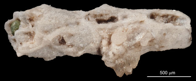 Senckenberg, Bryozoa, Bryozoen, Moostierchen, Sammlung Voigt