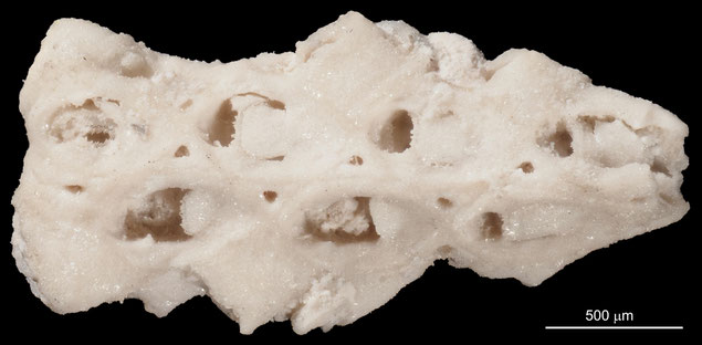 Senckenberg, Bryozoa, Bryozoen, Moostierchen, Sammlung Voigt