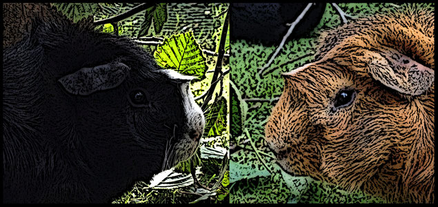zossener-cuyhofs Webseite!