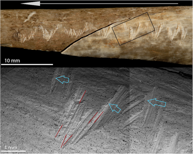 archaeology news cannibal funeral