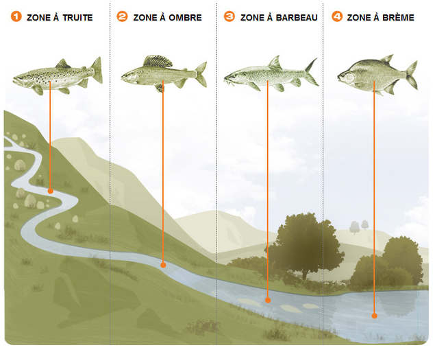 zonation piscicole répartition poissons zone truite ombre brême barbeau