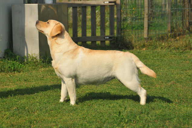 aldamity dancing queen labrador giallo femmina