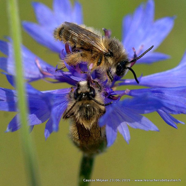 Anthophora sp. et Centaurea cyanus L ou Cyanus segetum Hill, Lozère