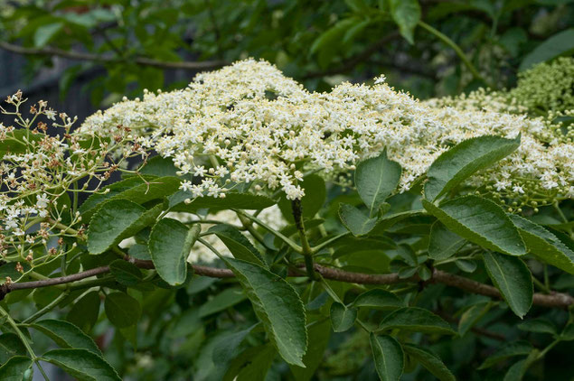 Hollerblüte im Mai
