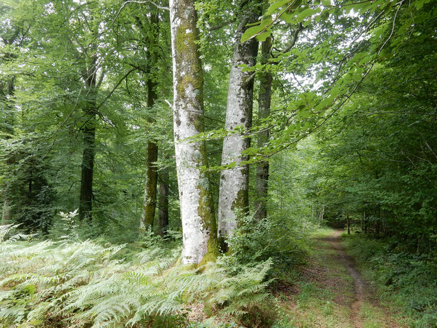 Sentier Découverte en Forêt du Bager d'Oloron - ACCOB à Oloron