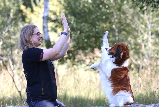 Hund beim Mantrailing in Solingen