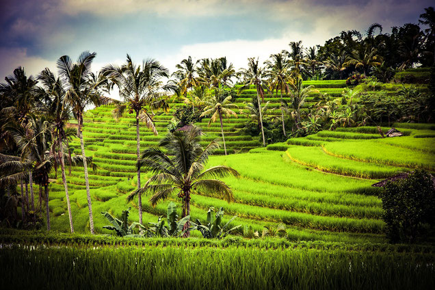 Reisfelder auf Bali