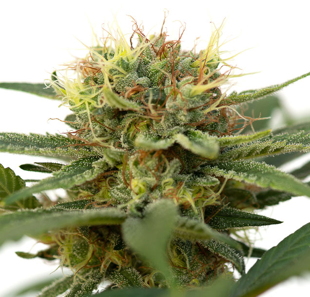 Schweizer Qualitäts Hanfsamen, Swiss Cannabis Seeds - JYM Seeds GmbH