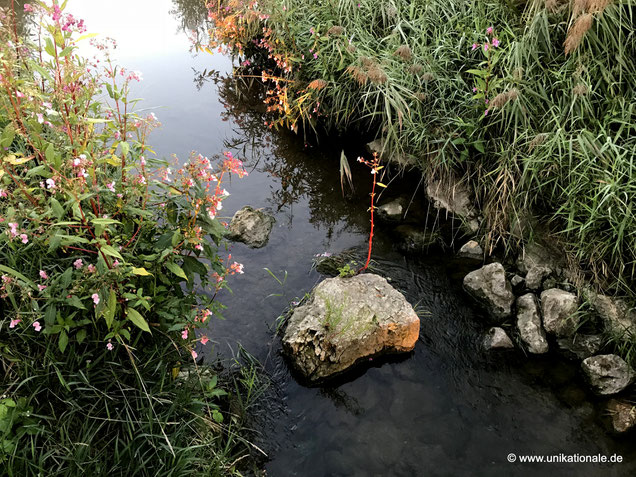 Pflanze an einem Stein mitten im Fluss Abens (1)