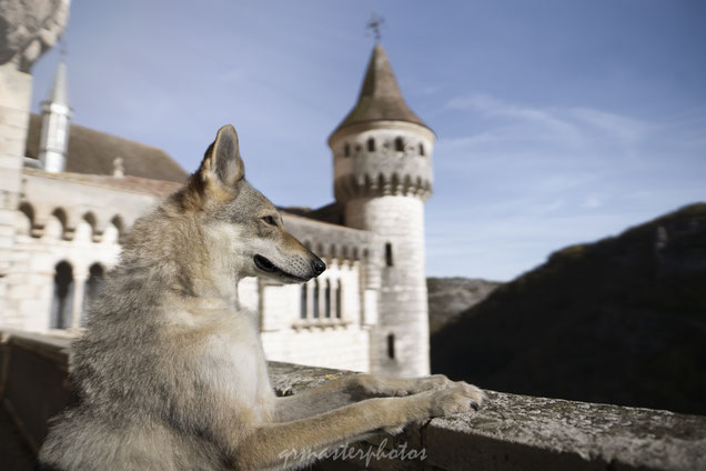 projet photos canin rocamadour cite medievale occitanie loup wolf dog chateau seance photo chien