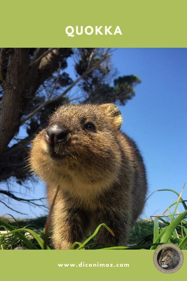 quokka fiche animaux par Q