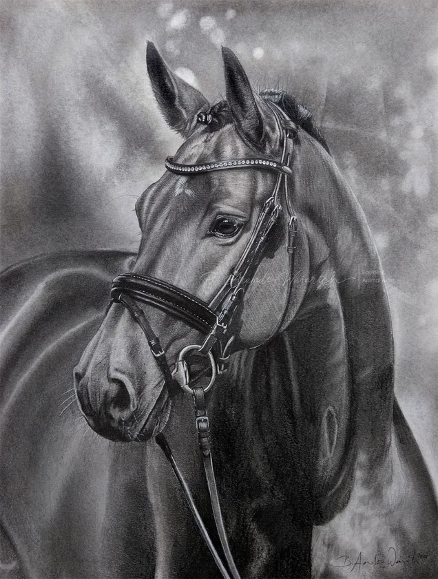 Pferd Pferdeportrait in Bleistift zeichnen lassen. nach Foto malen lassen. Pferdebild schwarz weiß
