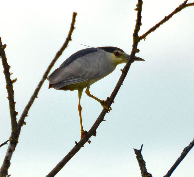 Black Crowned Night Heron