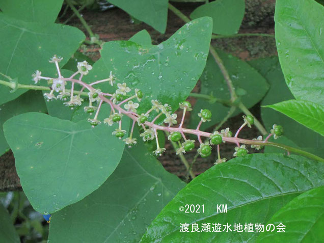 渡良瀬遊水地に生育しているヨウシュヤマゴボウの画像その２